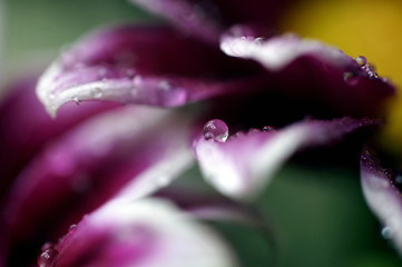 Smaal water drop on a flower petal