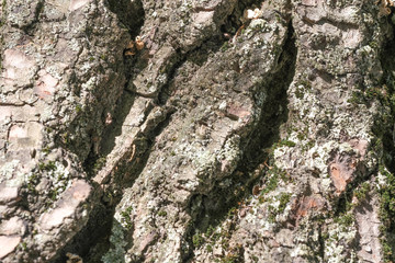 Background from bark of a poplar
