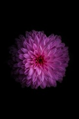 purple flower isolated on black background