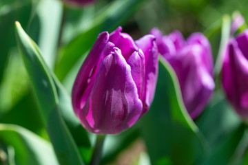 チューリップ