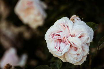 Rose ouverte dans un jardin	
