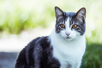 Chat tigré et blanc dans un jardin