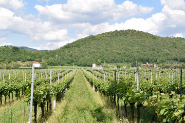 Fototapeta na wymiar Lands and vineyards of Franciacorta - Italy