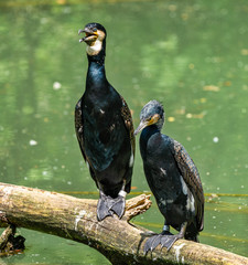 The great cormorant, Phalacrocorax carbo sitting on a branch