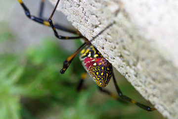 I found a beautiful spider spider.