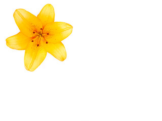 Yellow lily flower isolated on white background