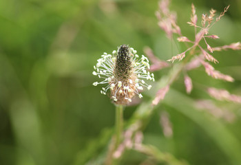 Plantago lanceolata, It is known by the common names ribwort plantain, narrowleaf plantain, English plantain and ribleaf