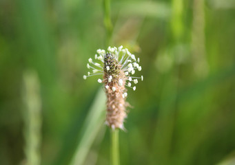 Plantago lanceolata, It is known by the common names ribwort plantain, narrowleaf plantain, English plantain and ribleaf
