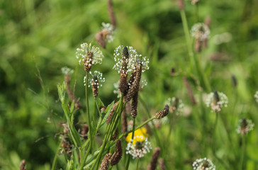 Plantago lanceolata, It is known by the common names ribwort plantain, narrowleaf plantain, English plantain and ribleaf