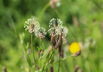 Plantago lanceolata, It is known by the common names ribwort plantain, narrowleaf plantain, English plantain and ribleaf