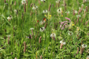 Plantago lanceolata, It is known by the common names ribwort plantain, narrowleaf plantain, English plantain and ribleaf © Michael Meijer