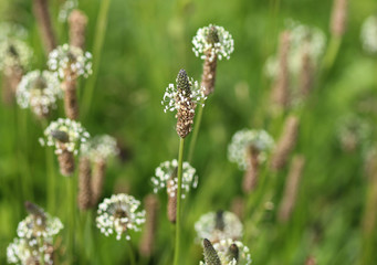 Plantago lanceolata, It is known by the common names ribwort plantain, narrowleaf plantain, English plantain and ribleaf