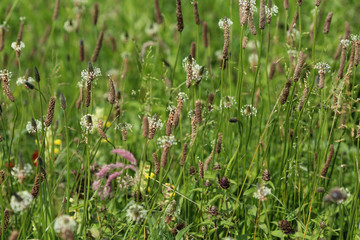 Plantago lanceolata, It is known by the common names ribwort plantain, narrowleaf plantain, English plantain and ribleaf © Michael Meijer