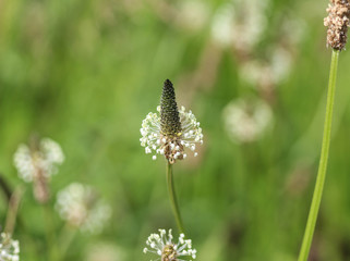 Plantago lanceolata, It is known by the common names ribwort plantain, narrowleaf plantain, English plantain and ribleaf