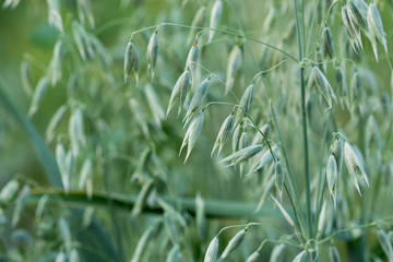 oat plant with grains - avena sativa