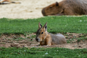 Patagonian Mara, Dolichotis patagonum are large relatives of guinea pigs
