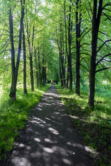 Linden alley in a city park on a summer day