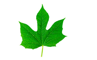 .Green leaves with drops of water On a white background for text input