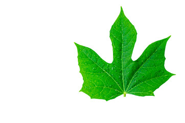 .Green leaves with drops of water On a white background for text input