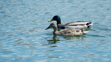 Obraz premium Couple of ducks. Two ducks swim side by side