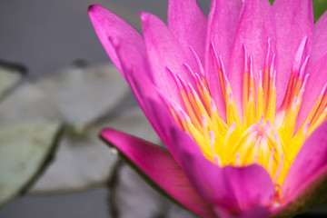 flower of beautiful purple lotus.