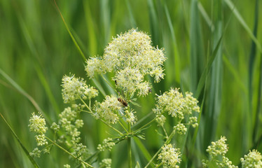 Thalictrum flavum, known by the common names common meadow-rue, and yellow meadow-rue. Blooming in spring