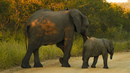 Elephant and baby crossing road