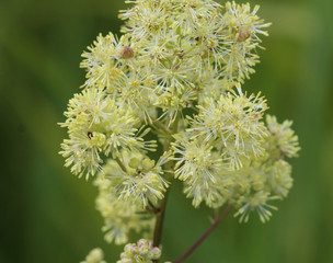 Thalictrum flavum, known by the common names common meadow-rue, and yellow meadow-rue. Blooming in spring