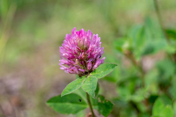 Trifolium repens. The clover grows on a meadow