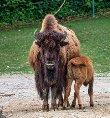 American buffalo known as bison, Bos bison in the zoo
