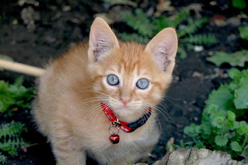 rotgetigerte junge Katze