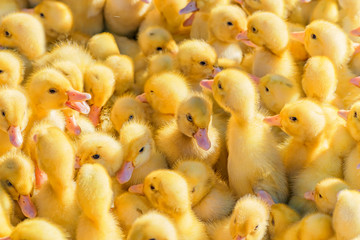 Yellow ducklings sold on local market. Little fluffy babies chicks. Poultry farm. Agriculture business