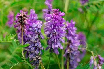 Obraz premium purple meadow flower growing on a green forest background