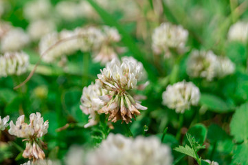 Trifolium repens. The white clover grows on a meadow