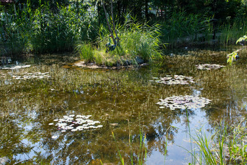 river in forest