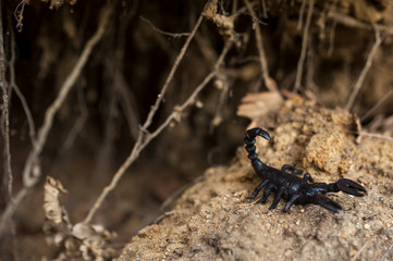 A scorpion between roots
