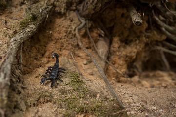 A scorpion between roots