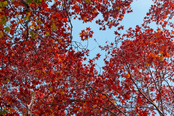 Red autumn leaves on blue sky.