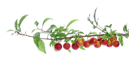 Obraz premium Wild red plums with leaves and twigs, isolated on white background