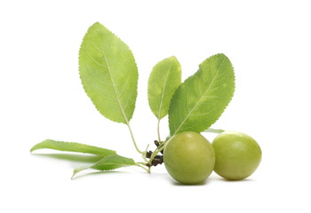 Wild yellow plums with leaves and twigs, isolated on white background