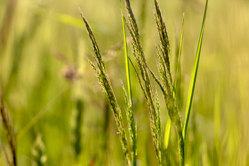 Green natural background with bokeh effect