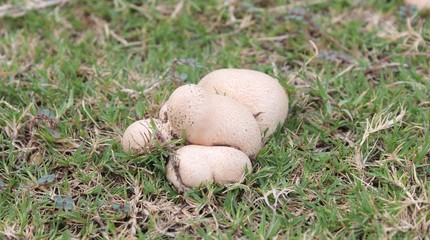 closeup of mushroom in grass beds in the month of june