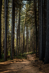 Sugarpines walk in Laurel Hill, New South Wales.