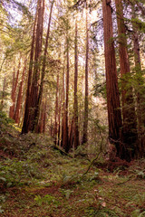 Fototapeta premium Redwood trees at Muir Woods National Park. California, USA.
