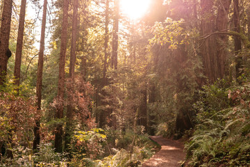 Fototapeta na wymiar Sun is shining trough giant sequoias on sunset. Muir Woods National Park, California, USA.