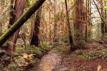 Muir Woods Park sequoias and wild river. California, USA.