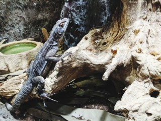 the lizard froze in anticipation of the victim