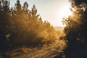 Sun setting on a dirt road through a pine forest in the Snowy Mountains, New South Wales