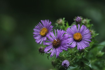 Obraz premium In bloom