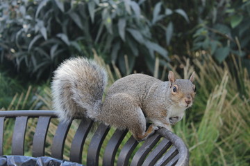 central park squirrel